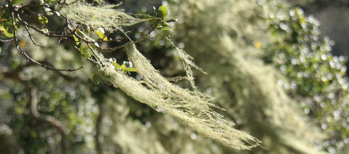 Usnea